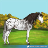 Horse Color:Liver Chestnut Sabino Splash Blanket  and Liver Chestnut Sabino Splash Blanket 