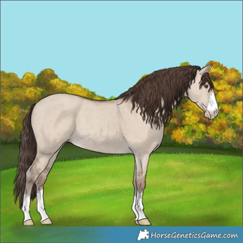Horse Color:Classic Champagne Dun