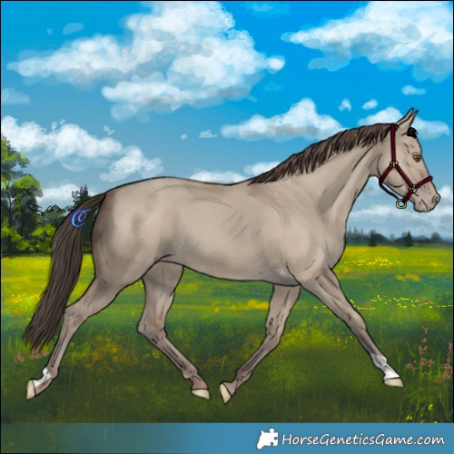 Horse Color:Classic Champagne Dun