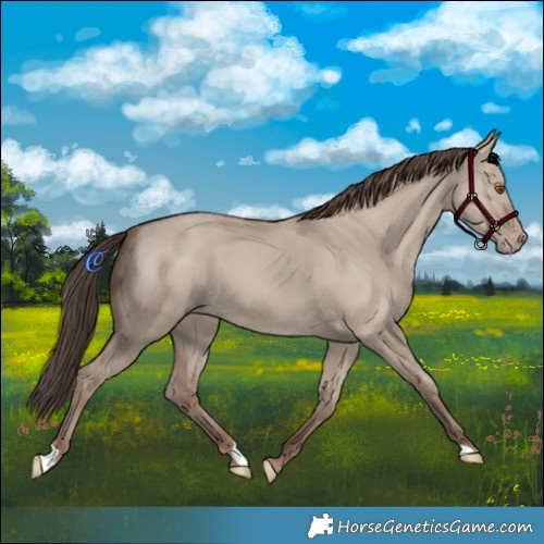 Horse Color:Classic Champagne Dun