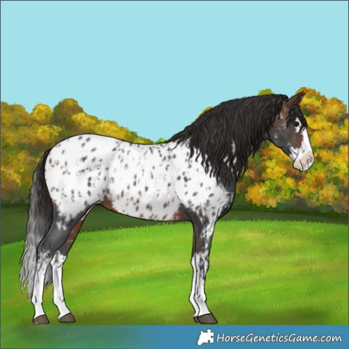 Horse Color:Brown Sabino Splash Near Leopard  and Brown Sabino Splash Near Leopard 