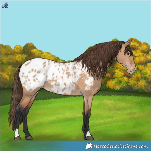 Horse Color:Bay Dun Blanket