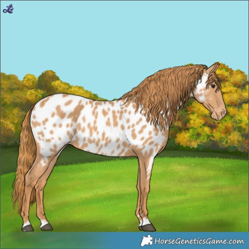 Horse Color:Chestnut Near Leopard 