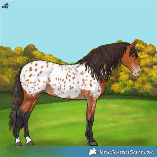 Horse Color:Bay Blanket
