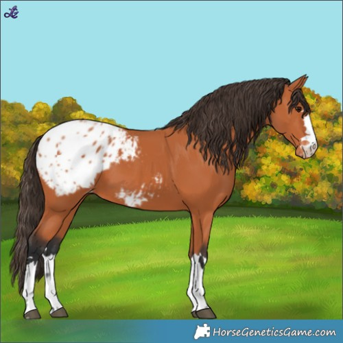 Horse Color:Bay Blanket