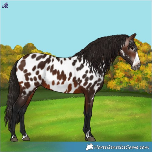 Horse Color:Gray Bay Frame Near Leopard