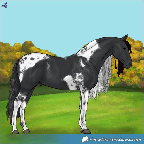 Horse Color:Black Tobiano