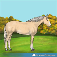 Horse Color:Palomino 