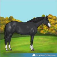 Horse Color:Black 
