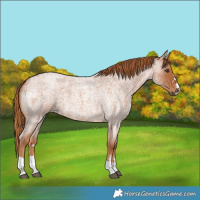 Horse Color:Red Roan