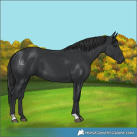 Horse Color:Black 