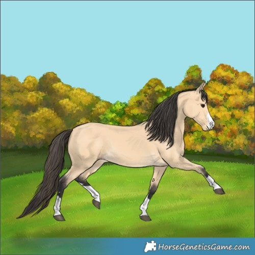 Horse Color:Buckskin 
