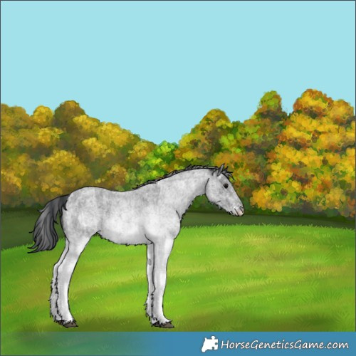 Horse Color:White Spotted Blue Roan Rabicano and White Spotted Blue Roan Rabicano