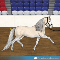 Horse Color:Silver Buckskin Roan Splash 