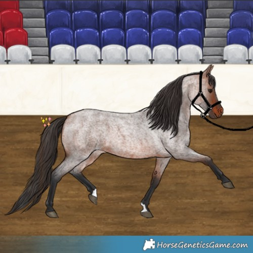 Horse Color:Bay Roan 