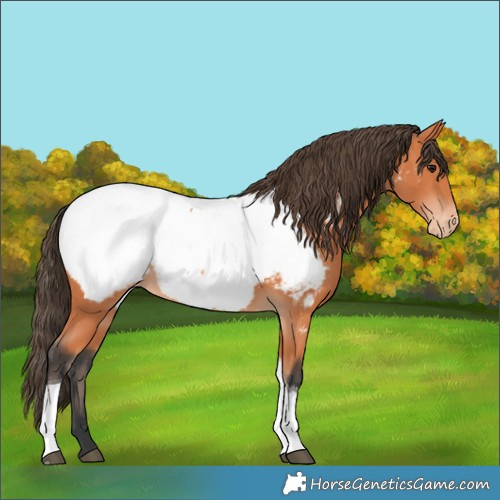 Horse Color:Bay Tobiano Near Fewspot