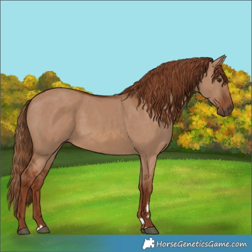 Horse Color:Red Dun