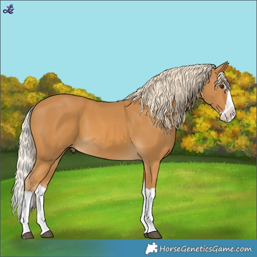 Horse Color:Palomino Splash