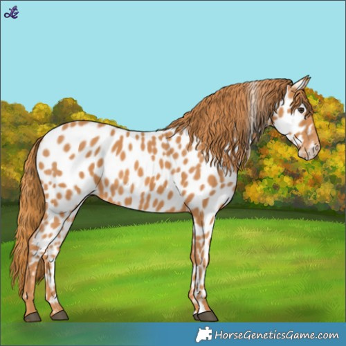 Horse Color:Chestnut Near Leopard 