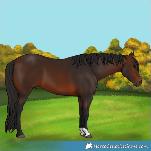 Horse Color:Gray Bay 