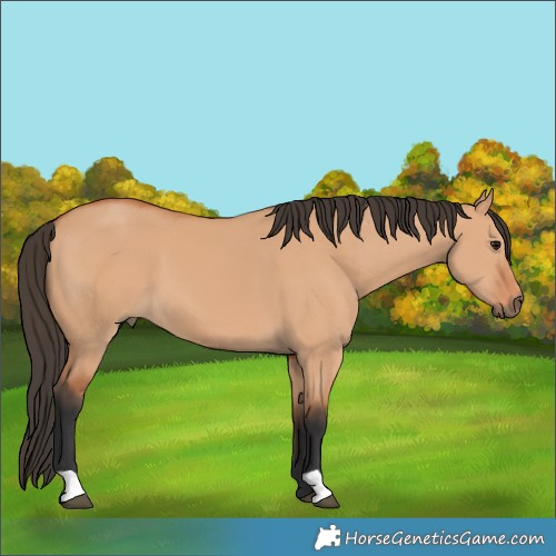 Horse Color:Bay Dun