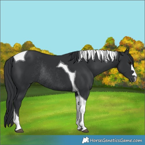 Horse Color:Black Tobiano Rabicano 