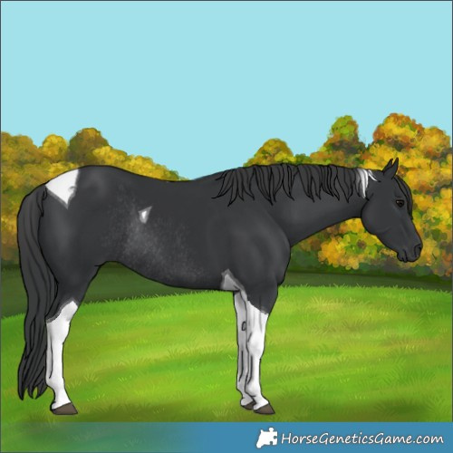 Horse Color:Black Tobiano Rabicano 