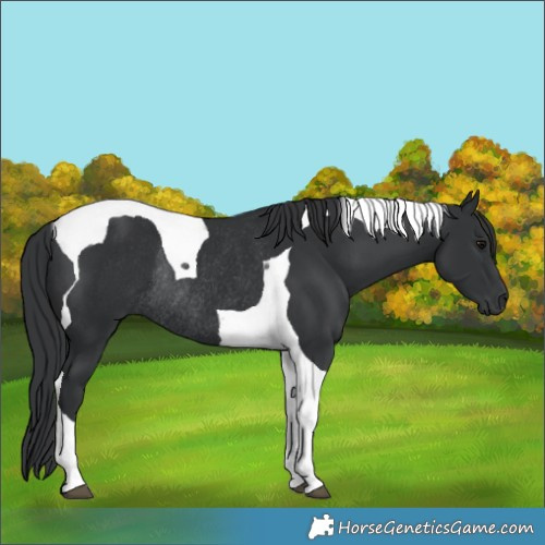 Horse Color:Black Tobiano Rabicano 
