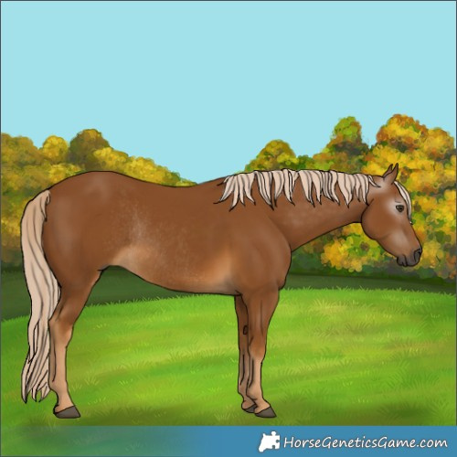 Horse Color:Gray Palomino Rabicano 