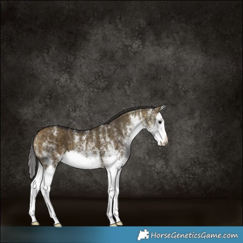 Horse Color:White Spotted Buckskin Dun Splash