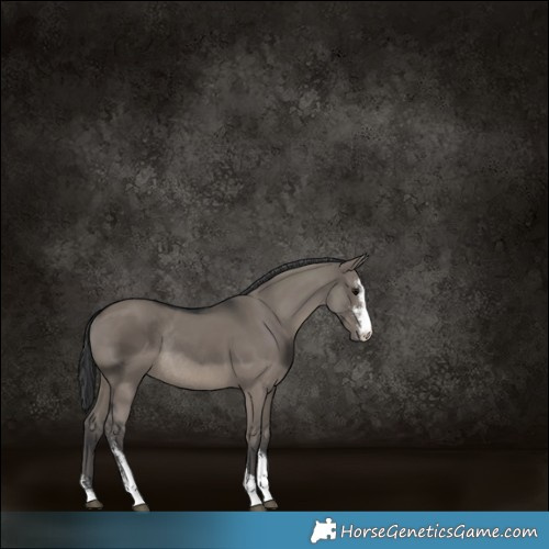 Horse Color:Grullo Sabino Rabicano 