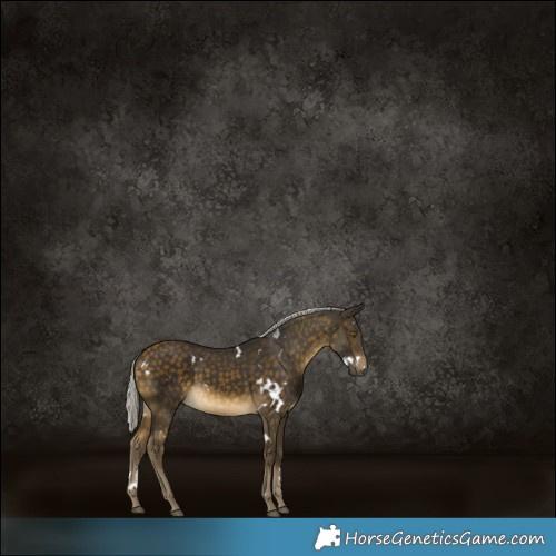 Horse Color:White Spotted Silver Buckskin Rabicano 