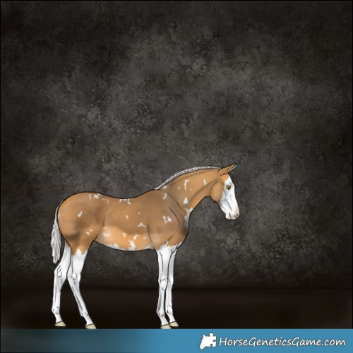 Horse Color:White Spotted Silver Buckskin Splash