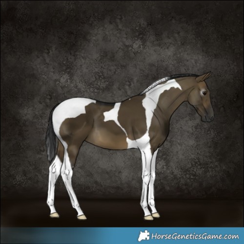 Horse Color:Gray Buckskin Dun Tobiano 