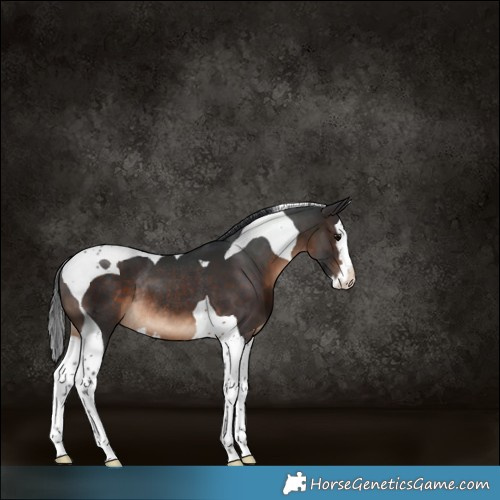Horse Color:Brown Splash Tobiano Rabicano 