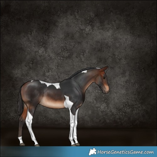 Horse Color:Bay Tobiano Rabicano 
