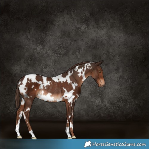 Horse Color:White Spotted Liver Chestnut Rabicano 