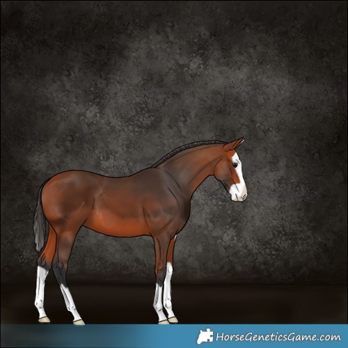 Horse Color:Bay Splash 