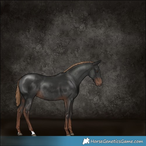 Horse Color:Liver Chestnut Rabicano 