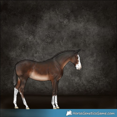 Horse Color:Liver Chestnut Sabino Splash Rabicano 