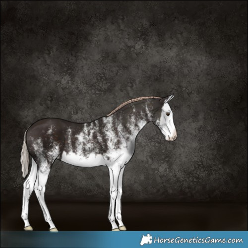 Horse Color:White Spotted Liver Chestnut Splash