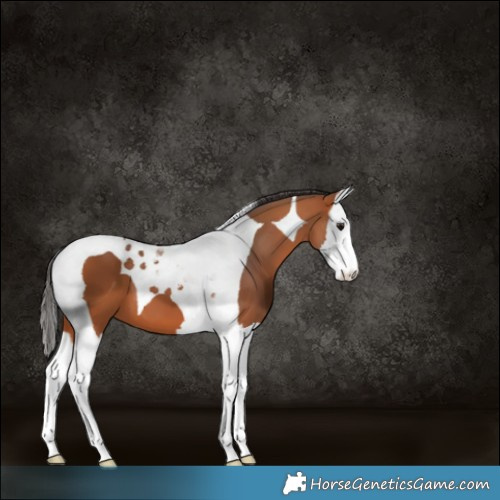 Horse Color:Bay Splash Tobiano 