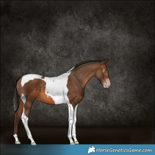 Horse Color:Gray Amber Champagne Tobiano