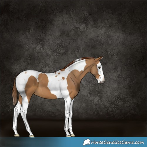 Horse Color:Gray Red Dun Splash Tobiano 