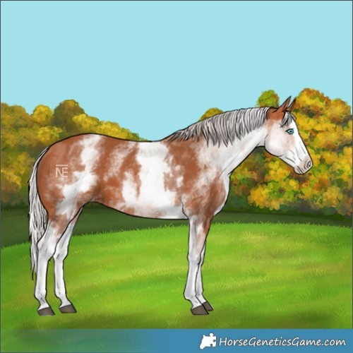 Horse Color:White Spotted Silver Bay Splash