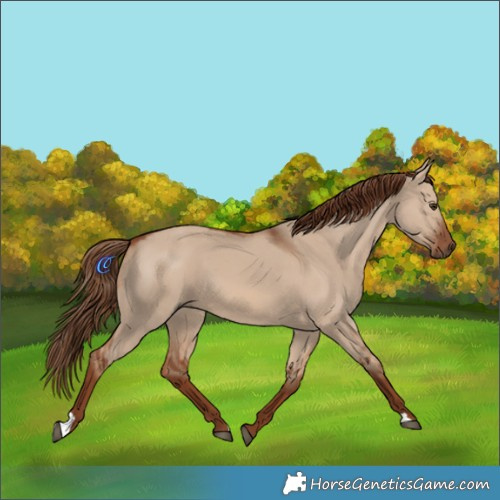 Horse Color:Red Dun