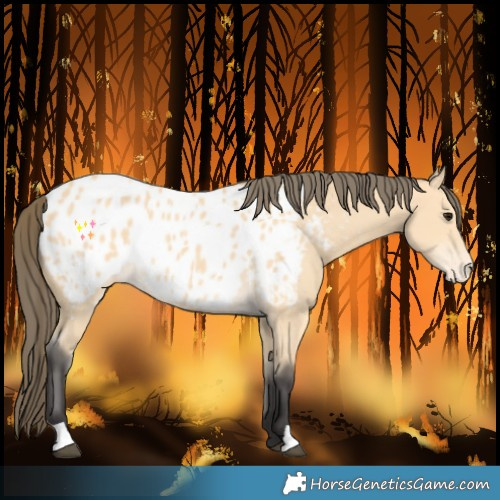Horse Color:Buckskin Blanket