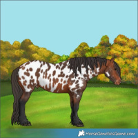 Horse Color:Bay Near Leopard