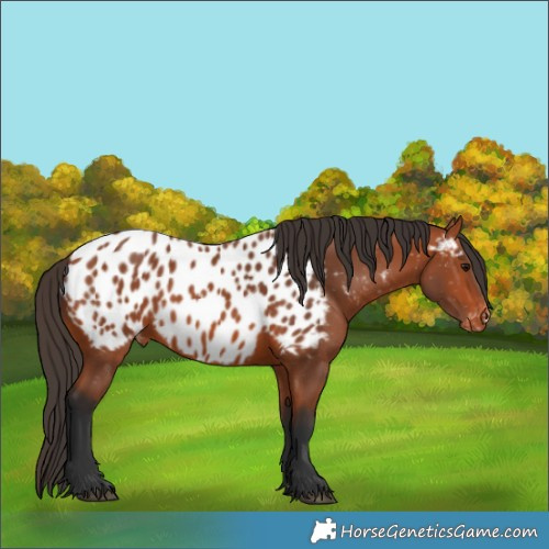 Horse Color:Bay Near Leopard