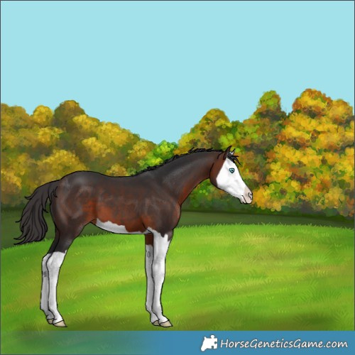 Horse Color:Brown Splash